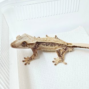 헷아잔틱