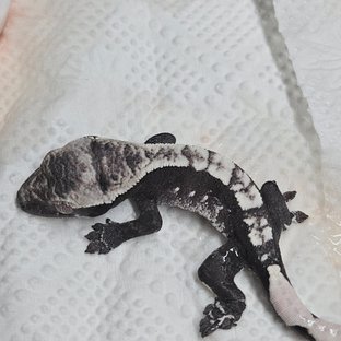 아잔틱