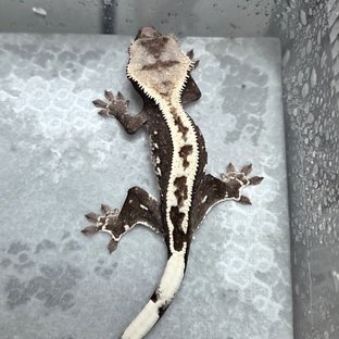아잔틱