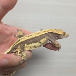 헷아잔틱