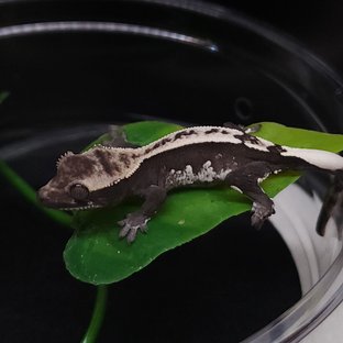 아잔틱