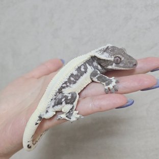 릴잔틱