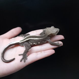 아잔틱
