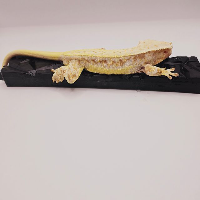 레드 릴리화이트