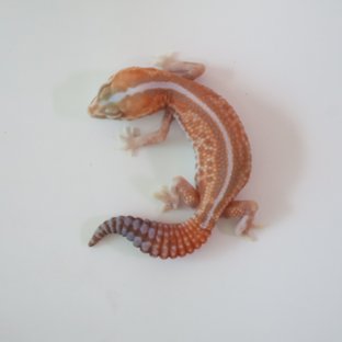 화이트아웃 아멜라니스틱 패턴리스