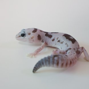 화이트아웃 오레오 줄루