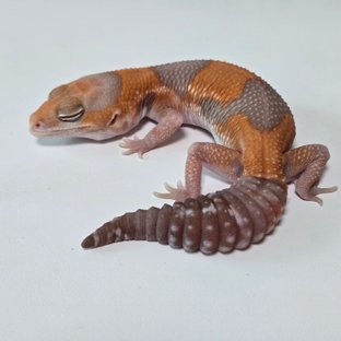 아멜라니스틱 헷 패턴리스