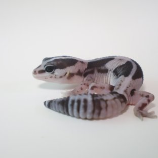 오레오 헷 패턴리스