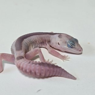 화이트아웃 고스트 줄루