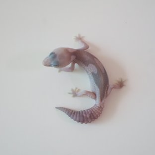 고스트 오레오 줄루