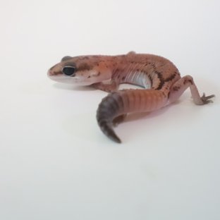 패턴리스 헷 아멜라니스틱