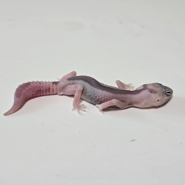 화이트아웃 고스트 줄루