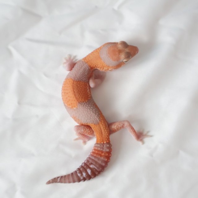 아멜라니스틱 헷 패턴리스