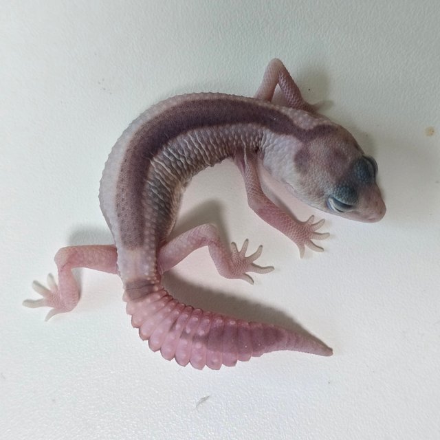 화이트아웃 고스트 줄루