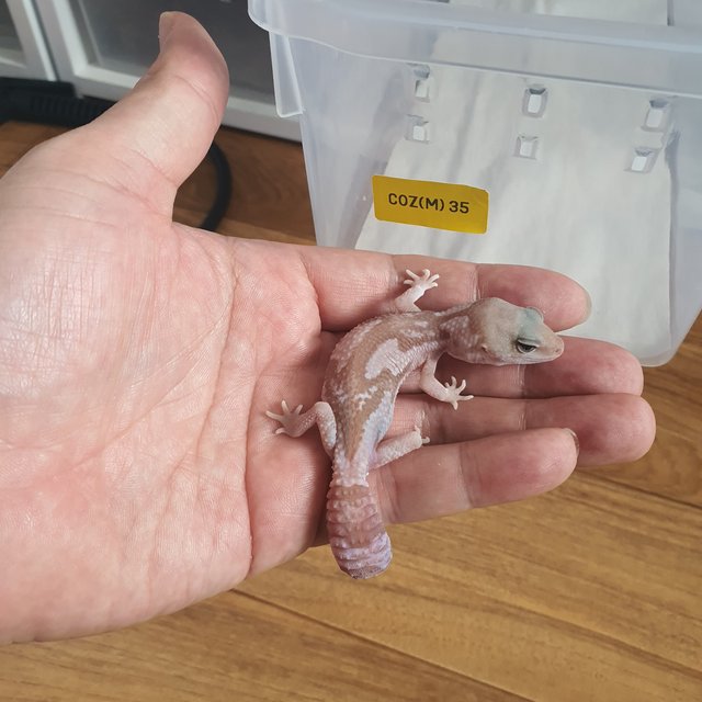 카라멜 오레오 줄루