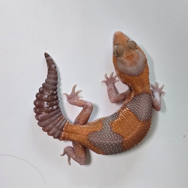 아멜라니스틱 헷 패턴리스