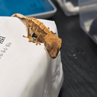노멀 핀스트라이프 할리퀸