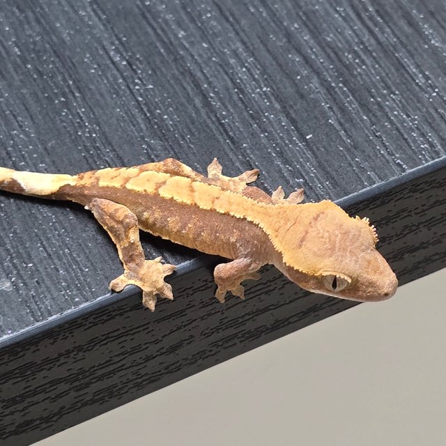 노멀 핀스트라이프