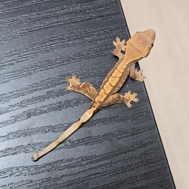 노멀 핀스트라이프