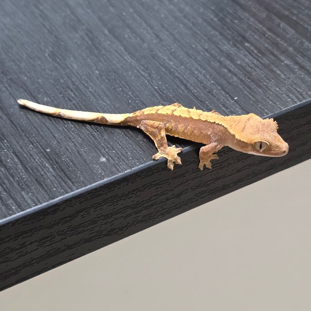 노멀 핀스트라이프