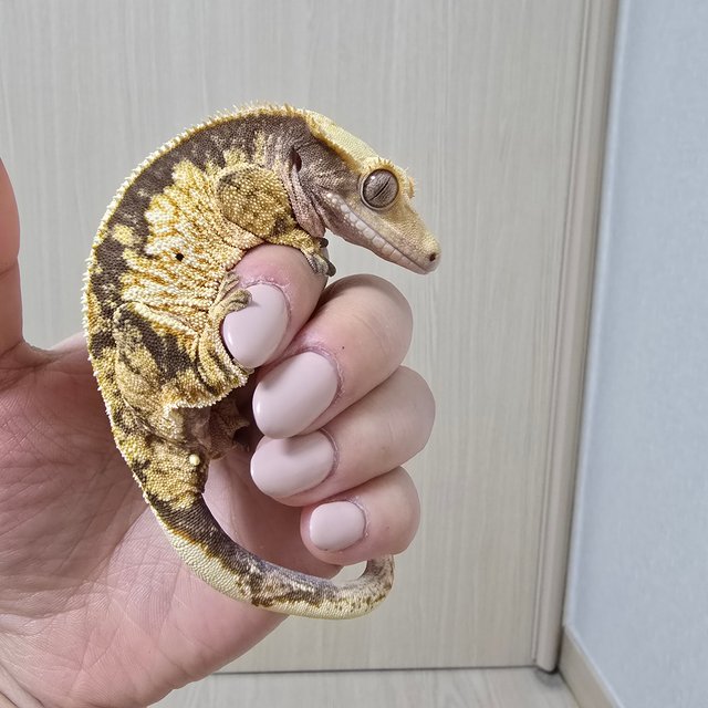 노멀 핀스트라이프 할리퀸