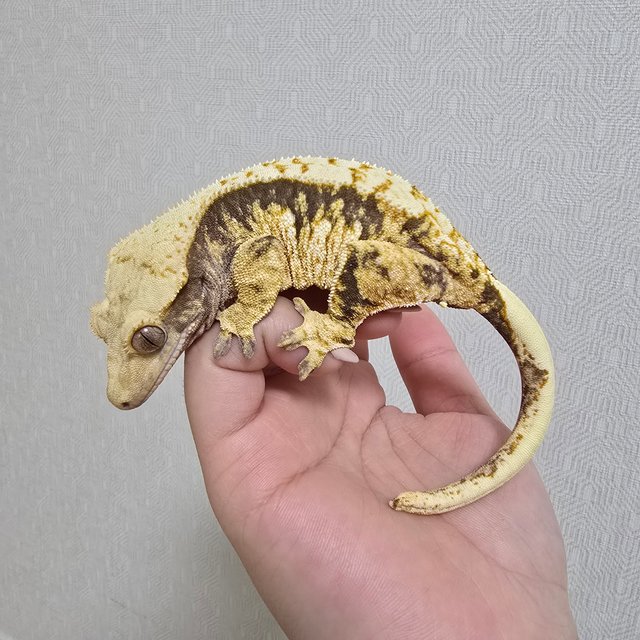 노멀 핀스트라이프 할리퀸