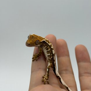 노멀 트라이 화이트포트홀 익스트림할리퀸 타이거