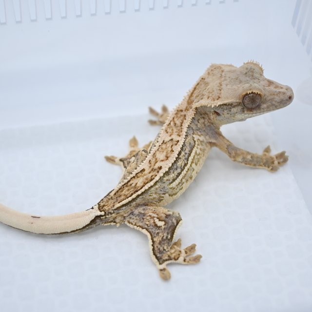 노멀 쿼드 핀스트라이프 화이트포트홀 트라이