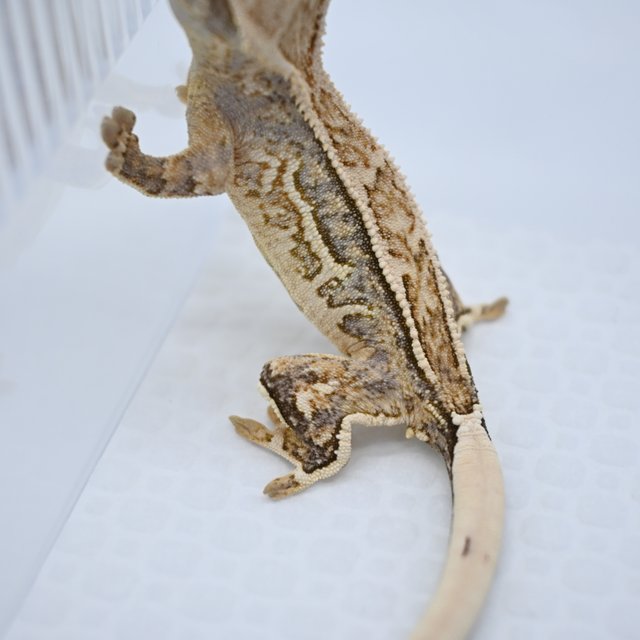 노멀 쿼드 핀스트라이프 화이트포트홀 트라이