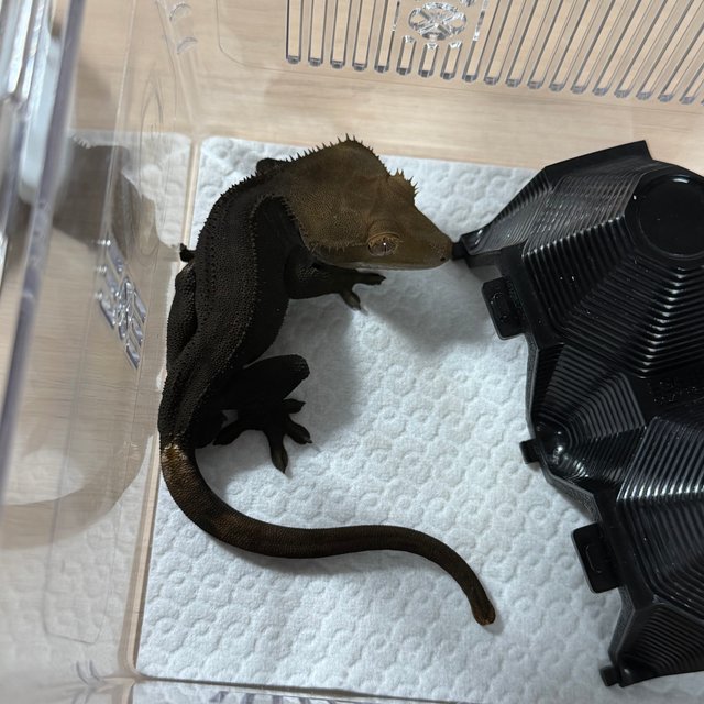 챠콜 블랙 팬텀