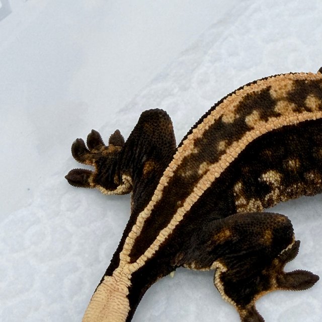 100%헷아잔틱 아잔틱 엠티백 슈퍼스트라이프