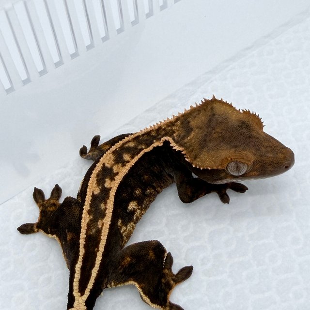 100%헷아잔틱 아잔틱 엠티백 슈퍼스트라이프