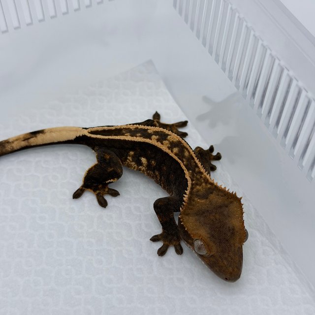 100%헷아잔틱 아잔틱 엠티백 슈퍼스트라이프