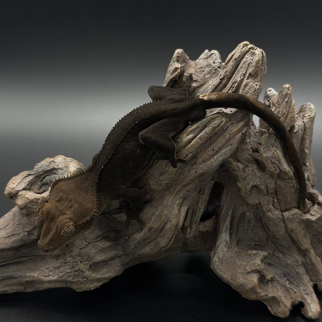 챠콜 블랙 팬텀