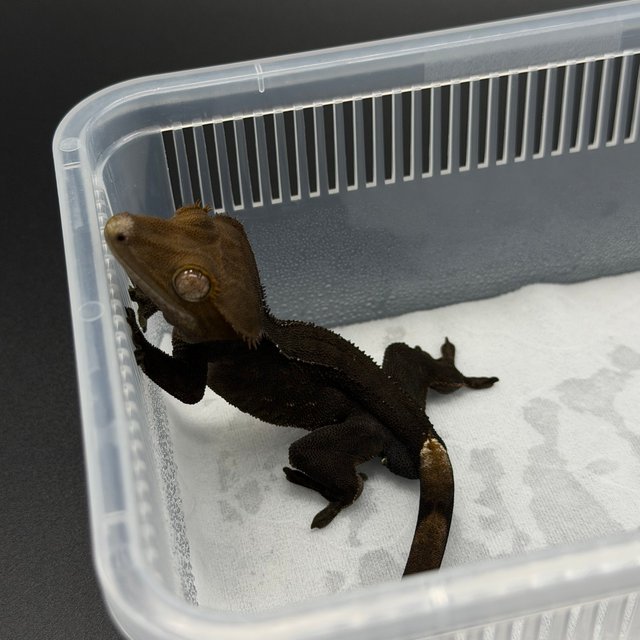 챠콜 블랙 팬텀