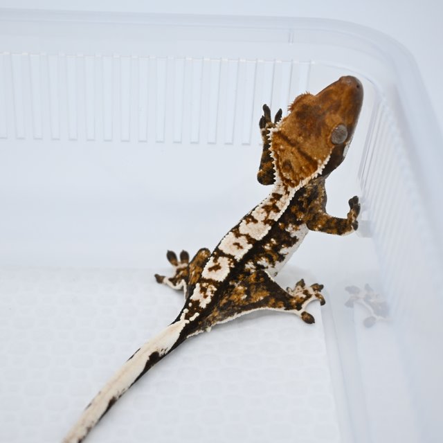 노멀 트라이 화이트포트홀 익스트림할리퀸 타이거