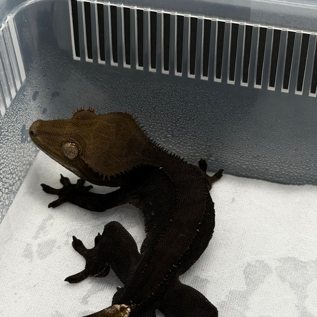 챠콜 블랙 팬텀