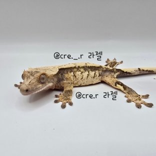 노멀 드리피 트라이 익스트림할리퀸