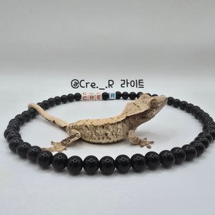 노멀 화이트스팟 화이트핀