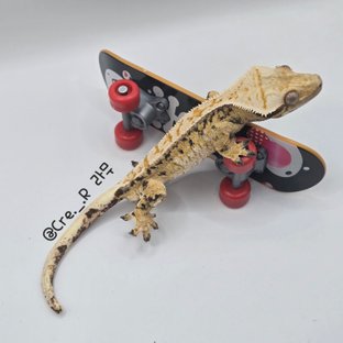 노멀 트라이 드리피 화이트핀