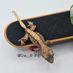 노멀 드리피 화이트스팟