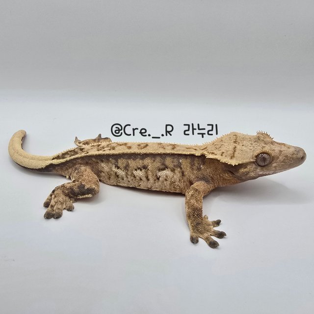 노멀 트라이 핀스트라이프