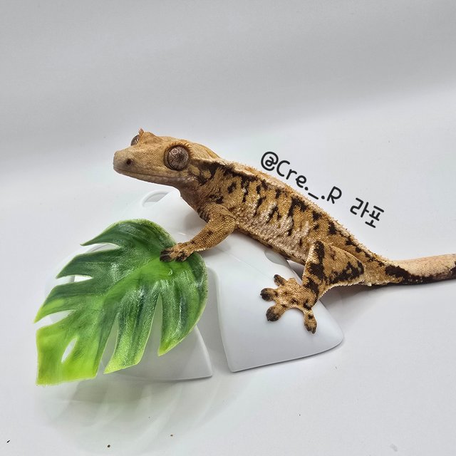 노멀 텐저린 트라이 익스트림할리퀸 화이트스팟