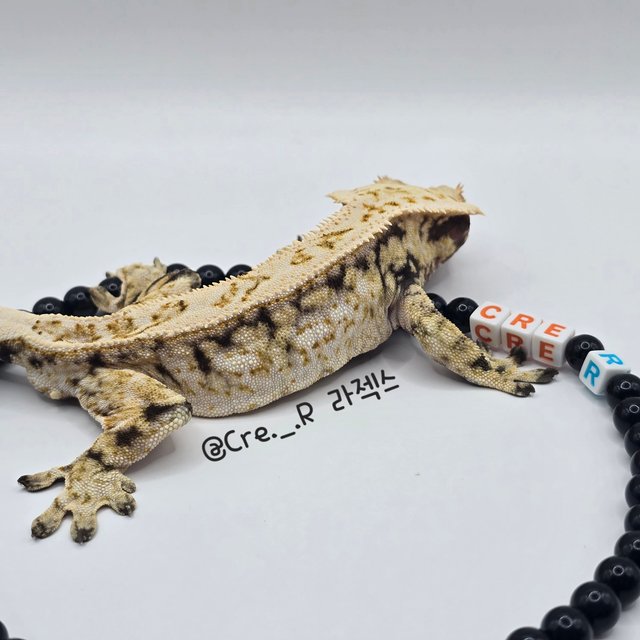 노멀 트라이 쿼드 드리피 풀핀 화이트스팟