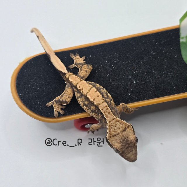 노멀 드리피 화이트스팟