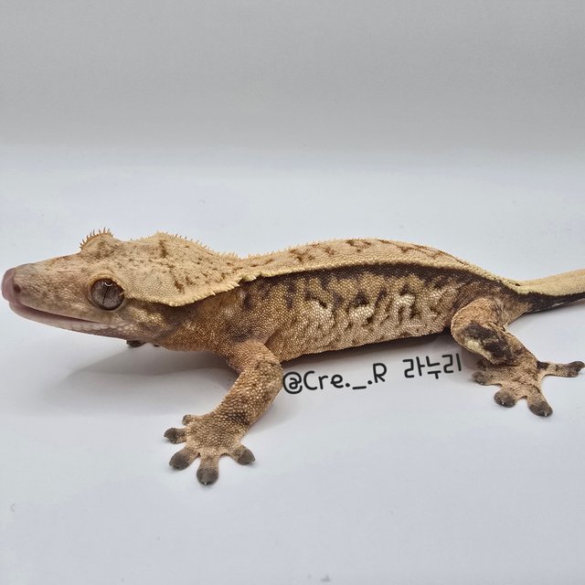 노멀 트라이 핀스트라이프