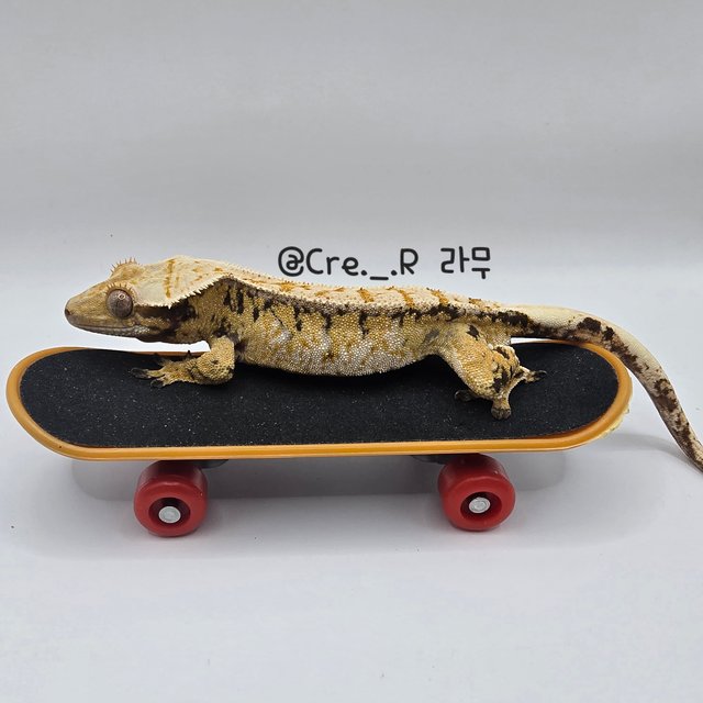 노멀 트라이 드리피 화이트핀