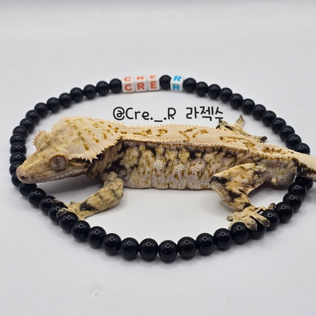 노멀 트라이 쿼드 드리피 풀핀 화이트스팟