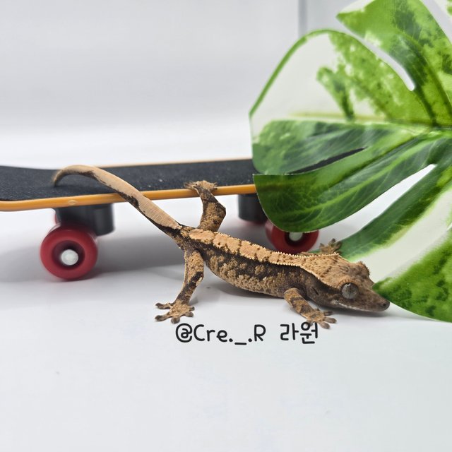 노멀 드리피 화이트스팟