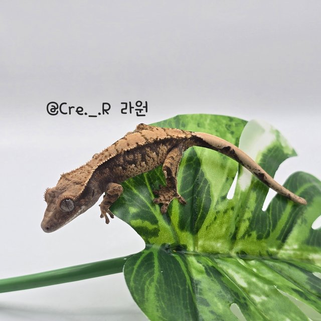 노멀 드리피 화이트스팟